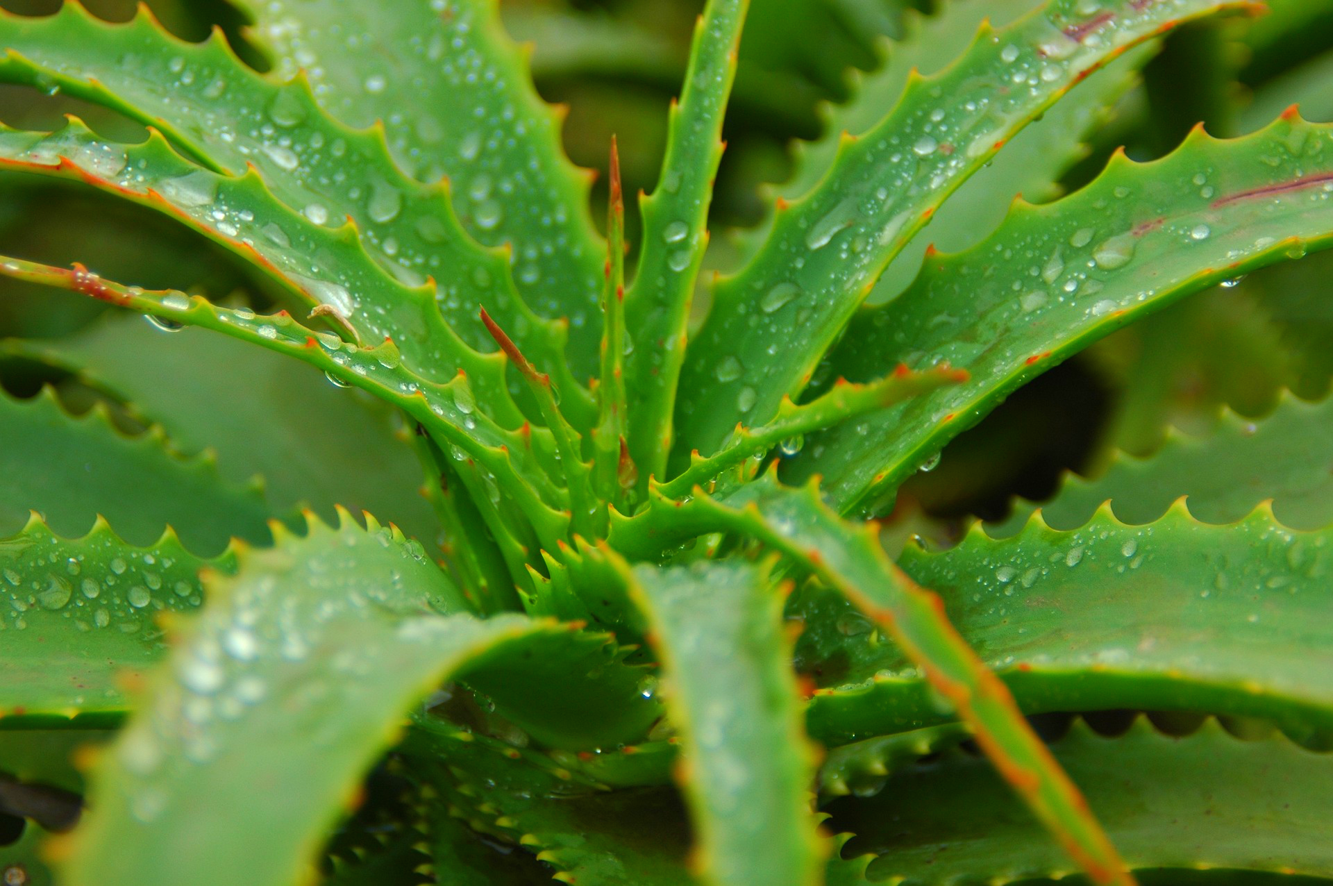 Aloe vera skin benefits sunburns