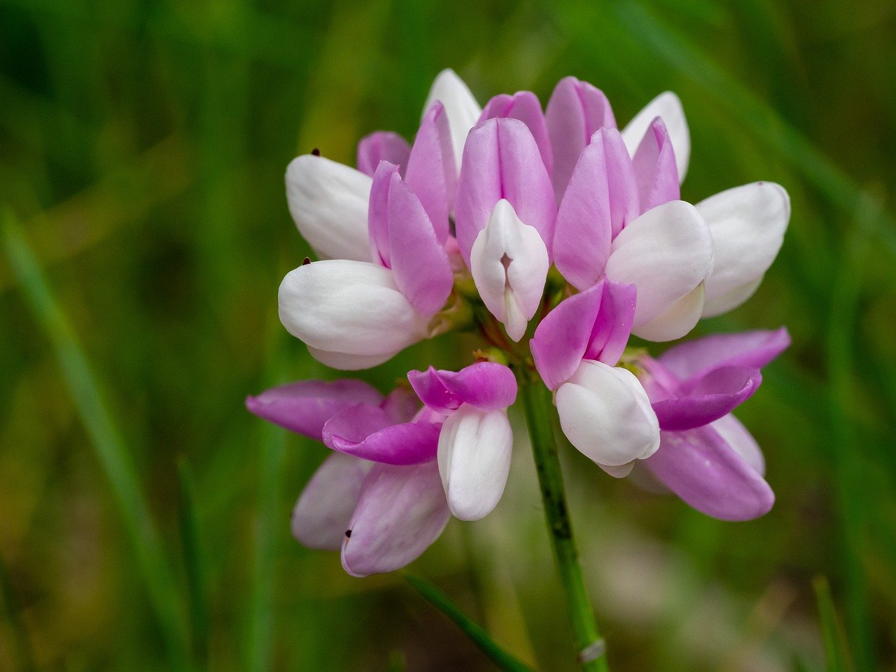 Astragalus skin benefits