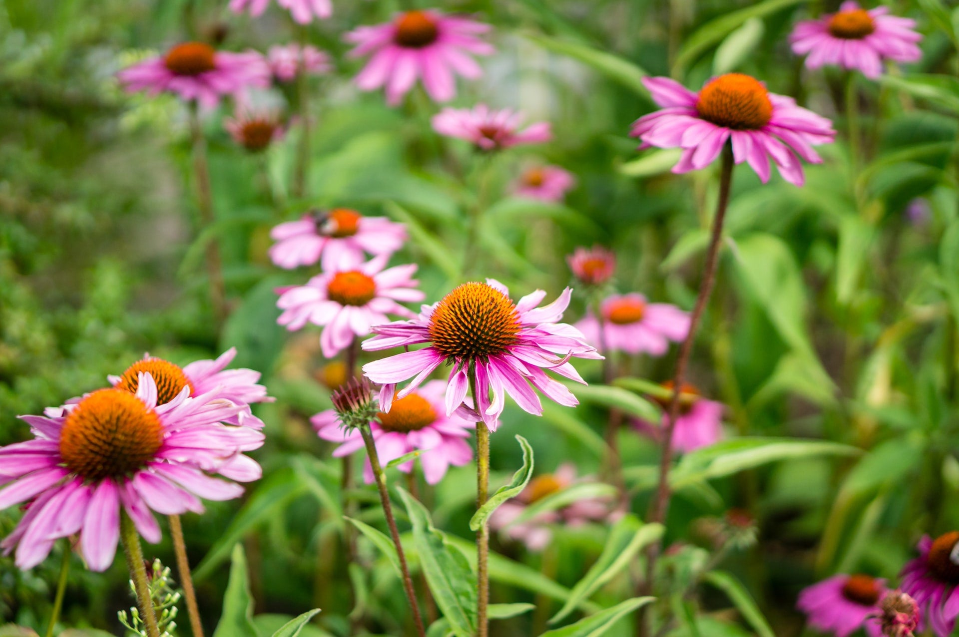 Echinacea purpurea skin benefits