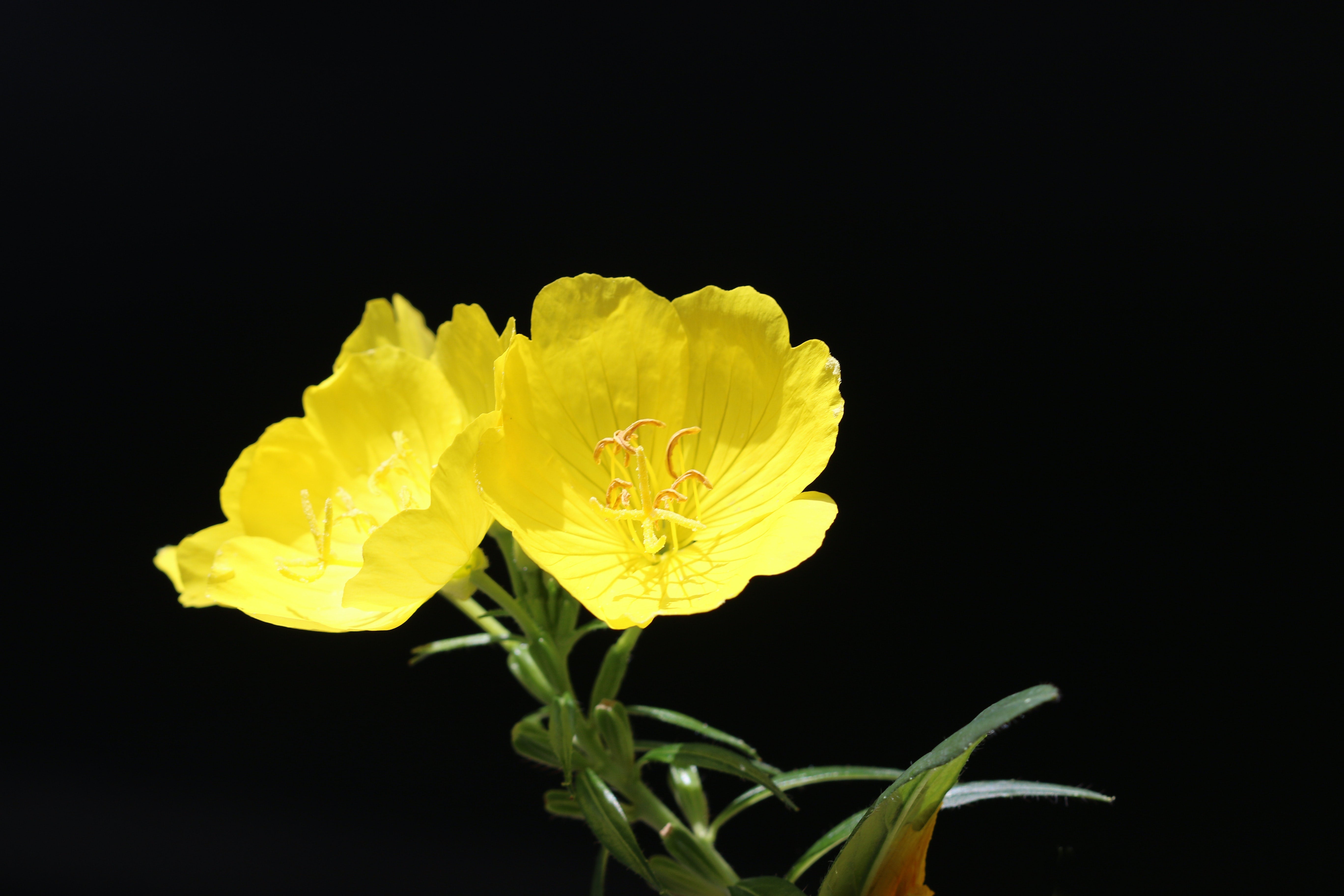 Evening Primrose Oil: Why It’s the Best Skin Moisturizer