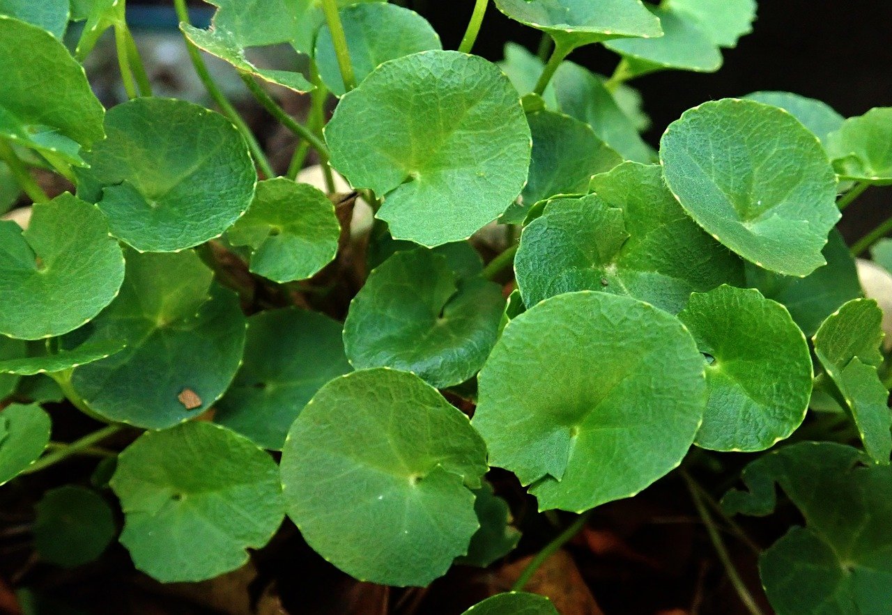 Gotu kola skin benefits