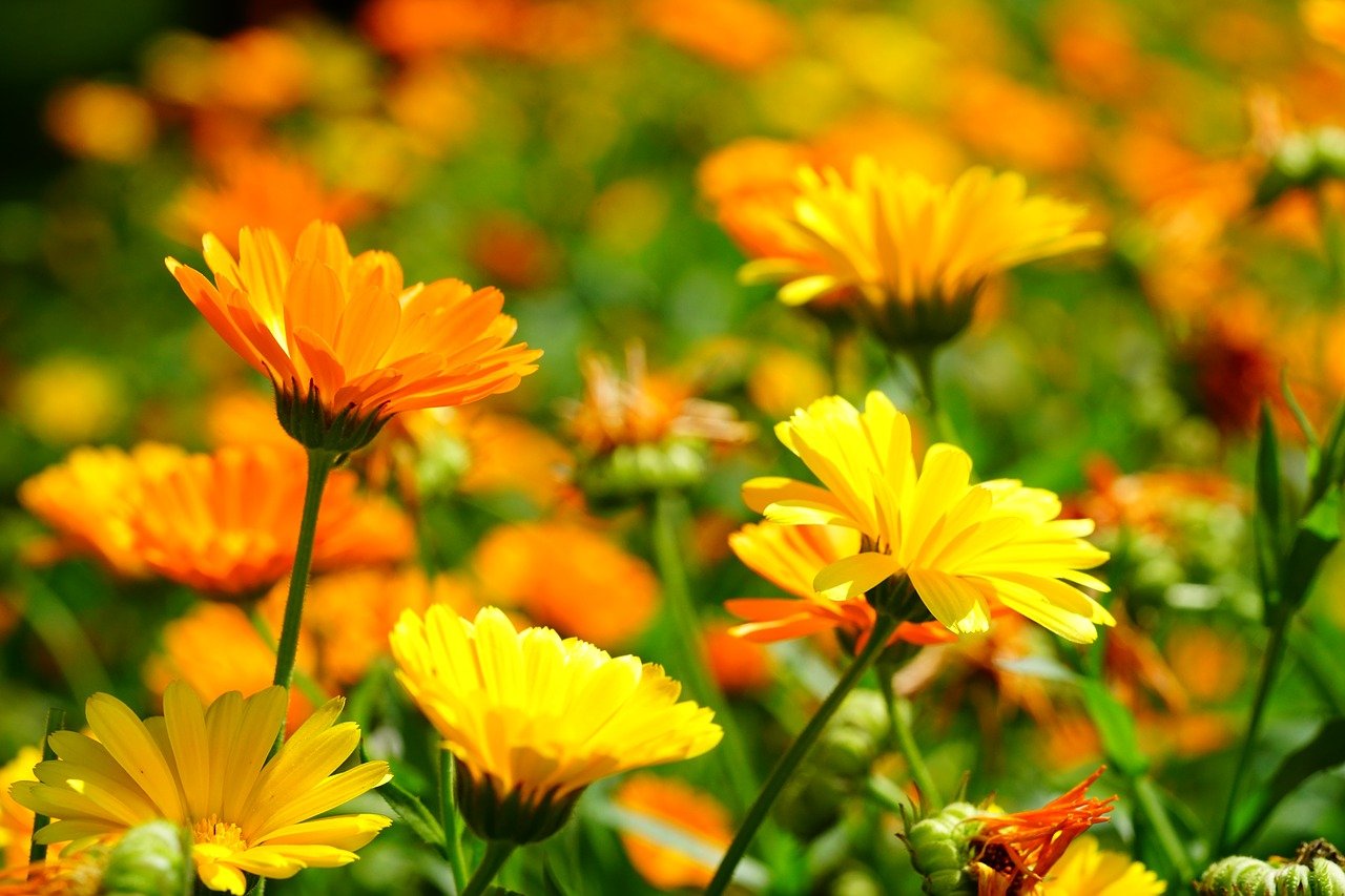 Skin benefits of calendula flower