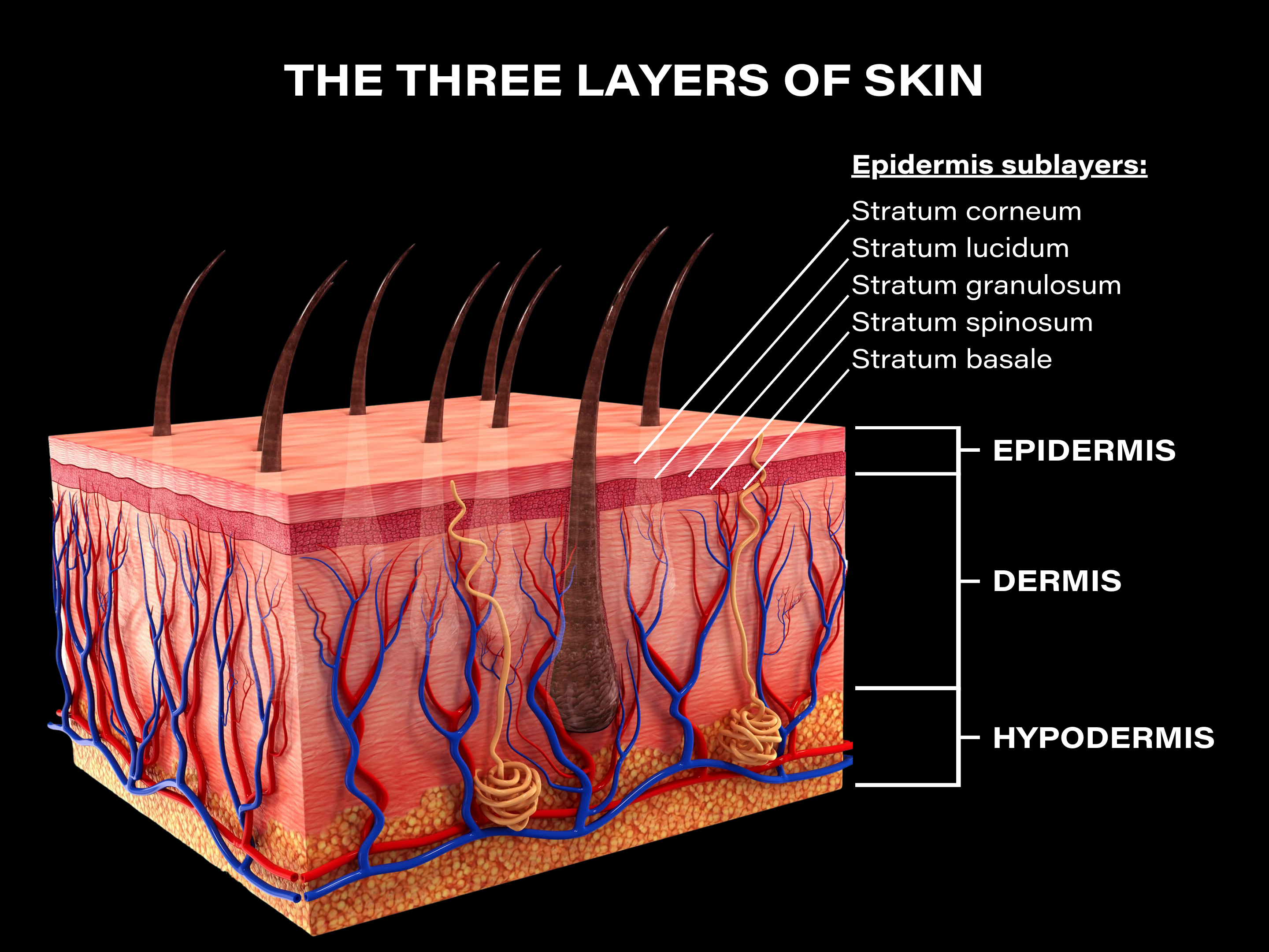 Three layers of skin diagram
