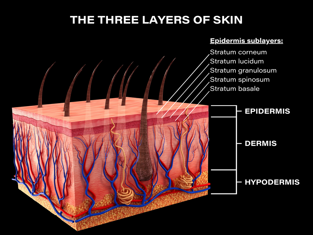 The Three Layers of Skin and How They Function